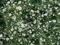 baby's breath, common gypsophila, panicled baby's-breath